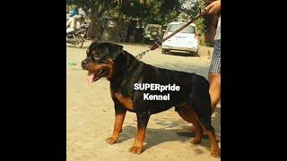 ROTTWEILER PUPPY 8oct. 2020 SUPERpride kennel delhi 9311111212