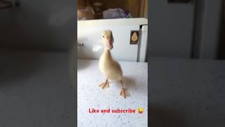 Ducks  life | #funny industry kay logo say| spread the love  #animals
