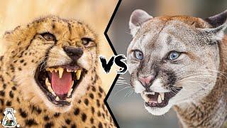 Cheetah VS Puma - Which Is The Stronger Of The Two?