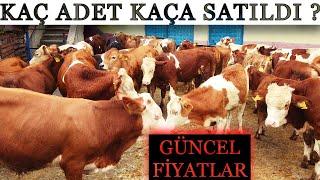 Köylerden Toplanan Buzağılar Satıldı (SİZCE FİYATLAR NASIL ?)