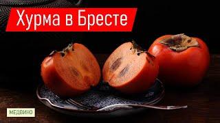 Опыт выращивания хурмы в Беларуси