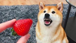 Shiba Inu Discovers strawberries