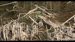 Little Bittern