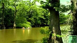 Studying Cypress Trees, The Climate Detective