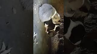 Baby baby Dog#dog baby@RKD Production