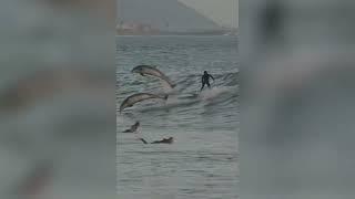 Dolphins Join Surfers Riding Waves