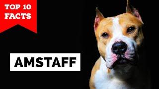 American Staffordshire Terrier - Top 10 Facts [Amstaff]