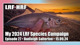 Episode 27: My 2024 LRF Species Hunt - Budleigh Salterton