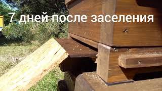 Японский улей (7й день после заселения)