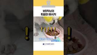 병원에서 밥 안 먹는 강아지, 밥 먹이는 법 #고려동물메디컬센터  #shorts