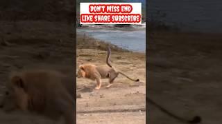 Deer Injured Lion Leg 2024 Mohammed Entertainment