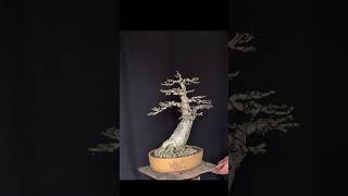 ชวนชมบอนไซ ผลงานปี2561 #บอนไซ #bonsai #ชวนชมบอนไซ #adenium #ชวนชม #ราชินีกิ่งตอน