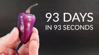 PURPLE BELL PEPPER Time-lapse