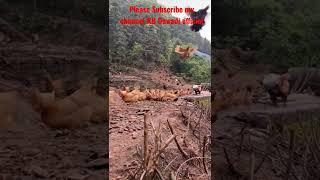 Amazing chiken #shorts #youtubeshorts #goviral #nature #love #nature