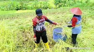 PENANTIAN PANJANG PETANI DESA SAAT PANEN DI SAWAH PINGGIRAN HUTAN PEDESAAN JAWA BARAT POJOK CIDERES