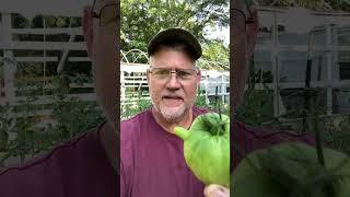 Male Tomato #homesteading #garden #gardening #backyardfarming #tomatogarden #farming