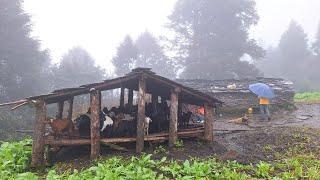 Nepali Mountain Village Life | Rainy Day in Jiree Village | Very Relaxing Village Life | Real Life |