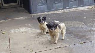 Two exhausted puppies wandered into my yard, begging to be here in the freezing winter