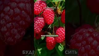 ПОЧЕМУ МАЛИНА ГУСАР ЗАВОЕВАЛА СЕРДЦА САДОВОДОВ? ‍️...давайте разбираться 