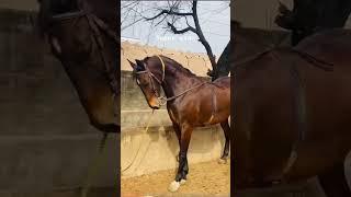 Horse lovers  12 #horse #horsepower #viral #beautifulhorse #shorts #shortvideo #horses #horselover