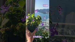 가장 좋아하는 식물 중 하나인 삭소롬! #식물 #식물키우기 #베란다정원 #바다 #꽃 #힐링 #삭소롬 #plants