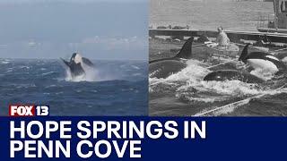 Hope springs in Puget Sound for southern resident orcas | FOX 13 Seattle