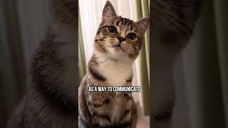 Why Do Cats Stare at You?