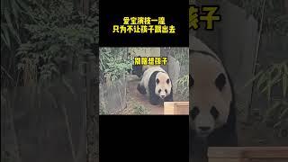 来看看辉宝和妈妈日常的斗智斗勇，一个想甩掉孩子出去，一个紧盯着不让妈妈出去#爱宝#爱宝双胞胎