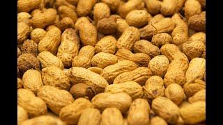 How To Grow Peanuts At Home :  Easy Beginners Guide