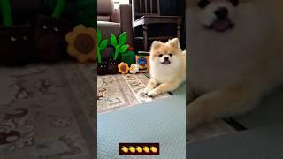 팝송 부르는 강아지