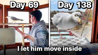 Feeding My Pet Seagull for 69 Days To Gain His Trust... again