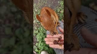 День хвостов получился. Самец по имени Енот (вариант Енот Прятыч) решил наконец поесть.