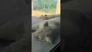 Look how close it is? sleeping lion #part2   #lion #dallaszoo