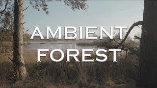  앰비언트 뮤직 | 5 hours Ambient Music | Ambient Forest | Chill out | Calming Music 