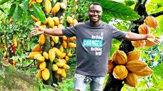 50 acres of Cocoa farm but…