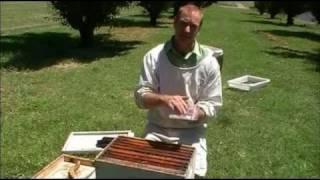 Small Hive Beetle control devices