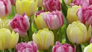 Herbst-Blumenzwiebeln - Pflanzen für Ihren Garten