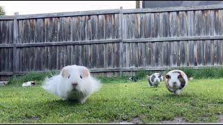 Running Guinea pigs