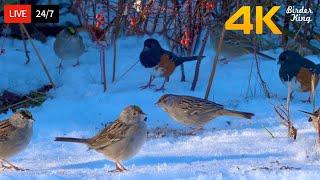  24/7 LIVE: Cat TV for Cats to Watch  Cute Birds in the Snow 4K