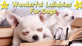 Relaxing Music For Dogs And Chihuahua Puppies  Calm Your Dog In No Time