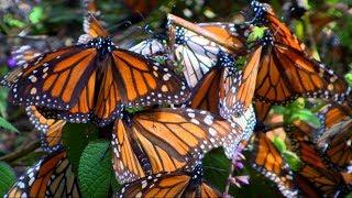 Millions of monarch butterflies flutter to the mountains in Mexico every October