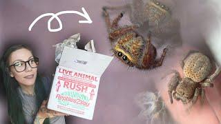 FINALLY Tom sent me these!!! UNBOXING *RARE* Brown Velvet Spiders I've never seen before.. AND MORE!