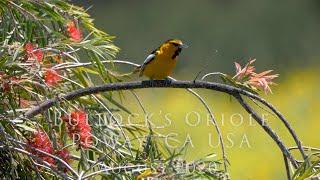 HDObservations : Bullock's Oriole (4K UHD)