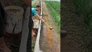 How Millions of Frogs Farmed in Asia 2023 #shorts