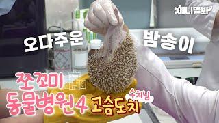 [쪼동4] 내원 환자 : 고슴도치 수치님 | Today’s Patient: Hedgehog Soochi