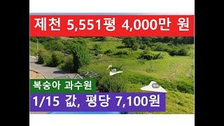 제천 5,551평 4,000만 원 (복숭아 과수원 1/15 값, 평당 7,100원)