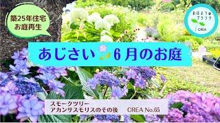 紫陽花でにぎわう６月の庭築25年住宅簡単庭作りNo.65.2024.6.13撮影