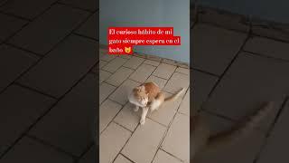 El Curioso hábito de mi gato siempre espera en el  baño# gato#baño# curioso