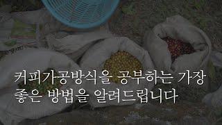 커피 가공 방식을 공부하는 가장 좋은 방법을 공유합니다 | 1화