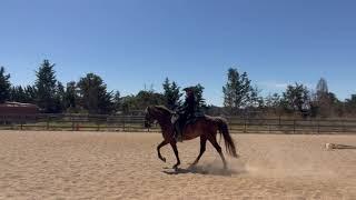 Rocky Mountain Horse Gaits -The Difference Between The Pace and The Saddle Gait - Gaited Horses